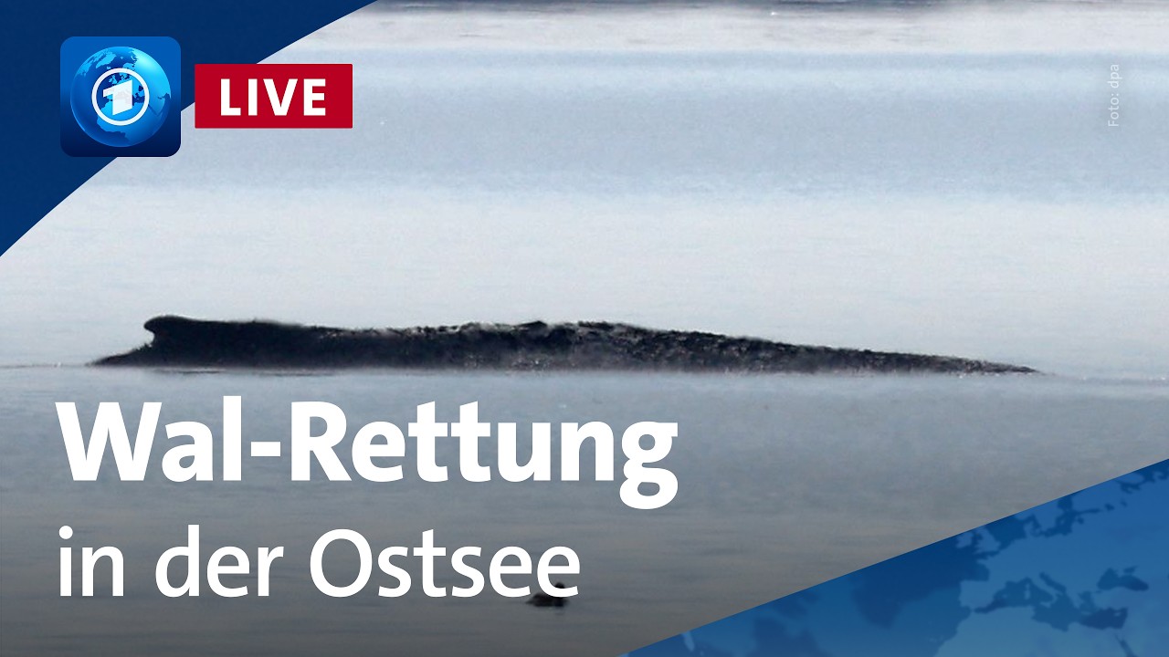 LIVE: Neuer Rettungsversuch für Wal „Timmy“ in der Ostsee