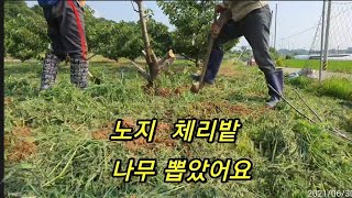 노지 체리나무 일부 굴취 ~토양의 중요성