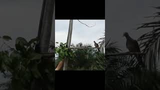 Download lagu jebakan burung perkutut yang bersuara besar mp3