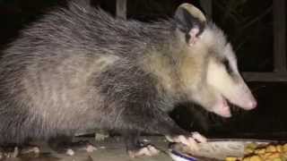 Robert Robinson - Dead Possum (Official Music Video)