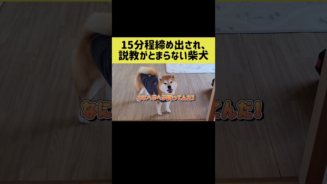 15分程締め出され、説教がとまらない柴犬 #shibainu #柴犬 #shorts