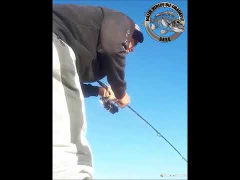 Çeşme'de Dev Çupra Avı Burak Togo 🎣