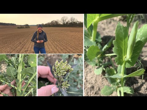 Aktuelle Situation April 2022 Part 2/2: Raps und Erbsen