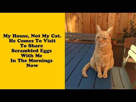 50 Of The Best ‘My House, Not My Cat’ Moments That Have Ever Happened To Humans 6/6
