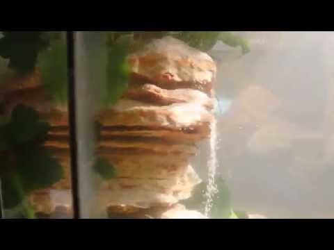 Sandfall in 60l Aquarium Fish Tank