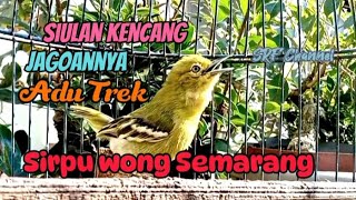 Download lagu Siulan kencang burung Sirtu,cipow pancingan Sirtu agar jadi fighter#sirtugacor @srfchannel3881 mp3