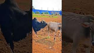 Download lagu Perbedaan antara sapi 🐄 dan Banteng 🐂 #peternakanbanteng #kekuatanbanteng #videosapi #kehidupande... mp3