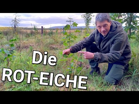 Red oak vs. English oak 🌳 Differences in seeds and future trees? #trees #garden #forestry