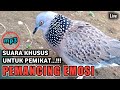 SUARA BURUNG TEKUKUR UNTUK PIKAT DAN PANCINGAN