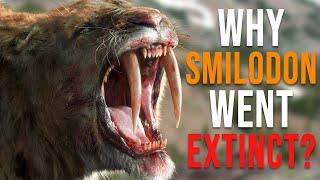 Why Did the Saber-Tooth Tiger (Smilodon) Go Extinc