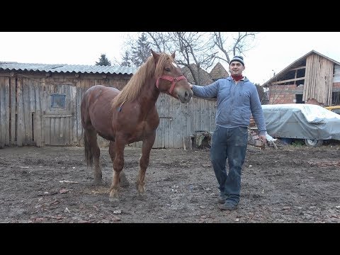 Manz Semigreu Romanesc - Proprietar Florin de la Gilau, Cluj 2 ian 2018