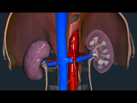Kidney - Gross Anatomy