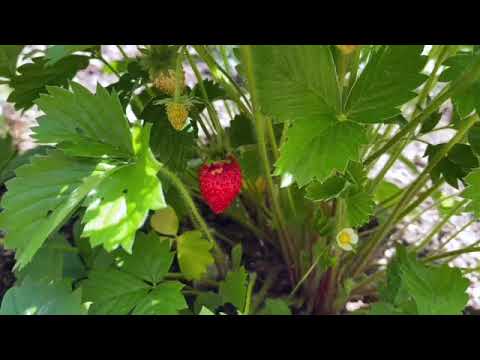 森のキキョウ 植物