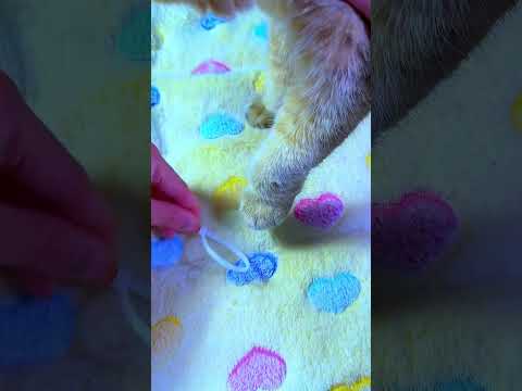 🐱 المُتهمة الكيوت