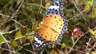 ツマグロヒョウモンのメス