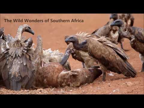 When Scavengers get Scavenged, & "Spot it" answers