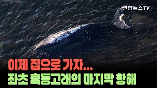 독일 해안에 한 달째 갇힌 혹등고래, 마침내 간다…바지선 타고 생존 여행 출발 [세상에이런뉴스] / 연합뉴스TV (YonhapnewsTV)