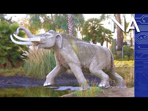 Male Mammoths Died in Very Dumb Ways, Scientists Say