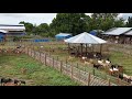 4th Dec 2019, Goat farming in Philippines.