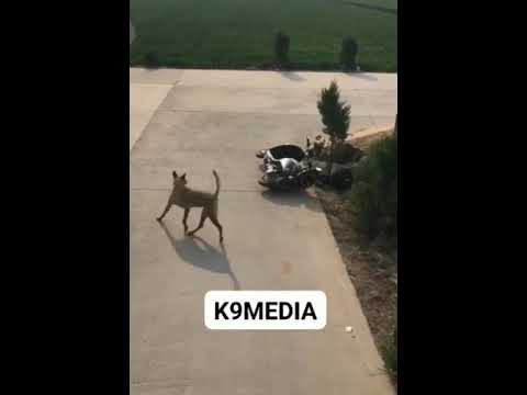 💢AMAZING_🕴SMART🐕_DOG_HELP_🐴ANIMALS_AND HIS OWNER AT PUBLIC🐴