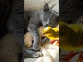 When Morning Is So Peaceful QuietMorning YellowBird SleepingPets