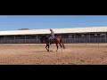 AQHA Reining Gelding For Sale