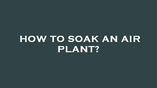 How to soak an air plant?