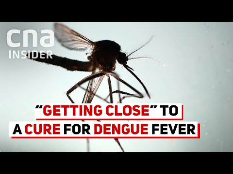 Cure For Dengue Fever?