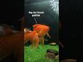 Big Size Fantail Goldfish Aquarium Shorts Short Aquarium Indian Goldfish Aquariumfish Viral
