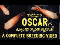 Oscar fish breeding Malayalam || Fish breeding || nature & co. #malayalam #oscarfish #cichlid #fish