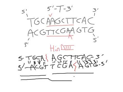 190930 102 DNA polarity after digest