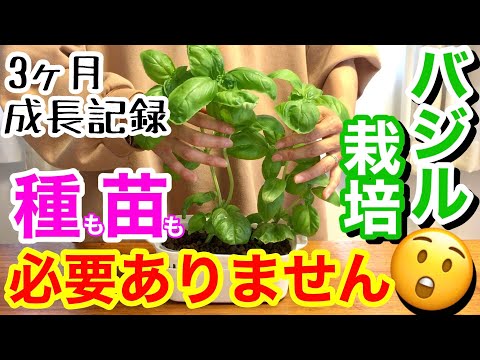 バルコニーの芳香植物 - 自宅でハーブを育てる方法は？  庭園