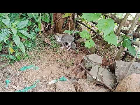 Cat meowing 🐈🐈🐈