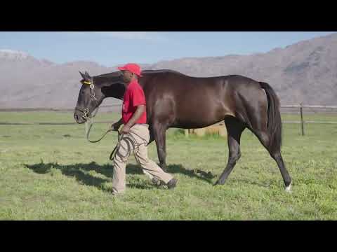 Lot 251 – Pretty Woman x Hawwaam