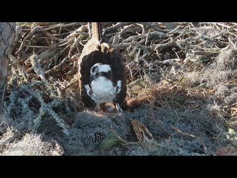 Female Osprey Lays Egg #2 In Savannah Nest! – March 8, 2021