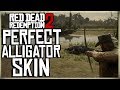 HOW TO GET A PERFECT ALLIGATOR SKIN RED DEAD REDEMPTION 2 PRISTINE ALLIGATOR HUNT