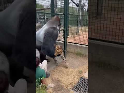 A Leopard Attacked a Female Zoo Guardian… Then This Gorilla Stepped In 😳🦍