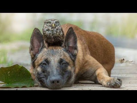 Gentle Giant Adopts This Tiny Rescue Owl And Warms Hearts Everywhere Video