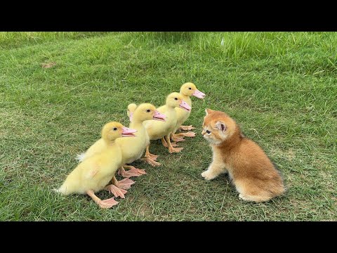 The incredible captain of the kitten leads the ducklings to wander the world!Interesting animalworld