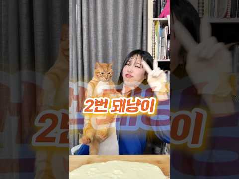 범냥을 찾아라!!🐈