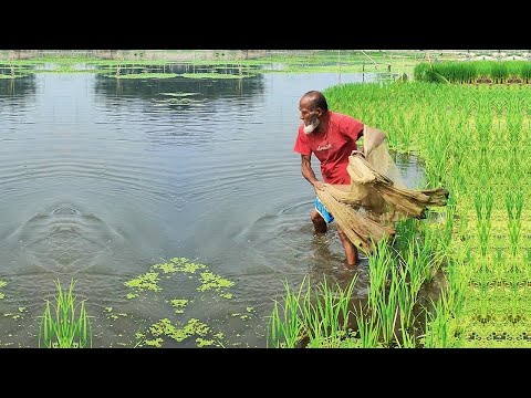 Amazing Cast Net Fishing Video - Best Net Fishing with Old Fisherman - Traditional Net Fishing Video