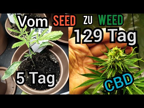 129 Tage CBD Cannabis vom Samen bis zu Ernte Royal seed lohnt sich der Anbau ?