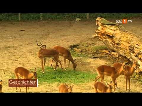 Geschichten aus dem Osnabrücker Zoo -- Die Impalas