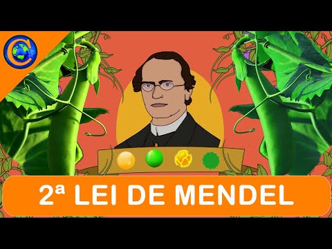 GENÉTICA - SEGUNDA LEI DE MENDEL