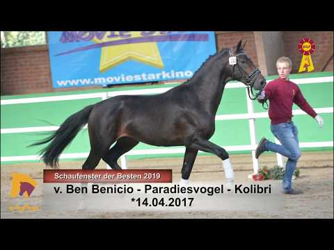 7 Ben Benicio Paradiesvogel