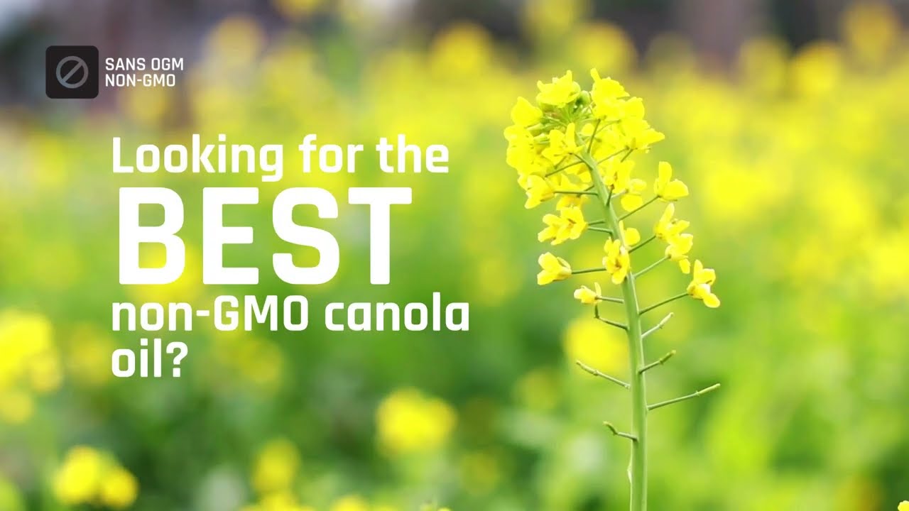 Bulk Non-GMO Canola Oil: FAQ for Restaurants and Food Manufacturers