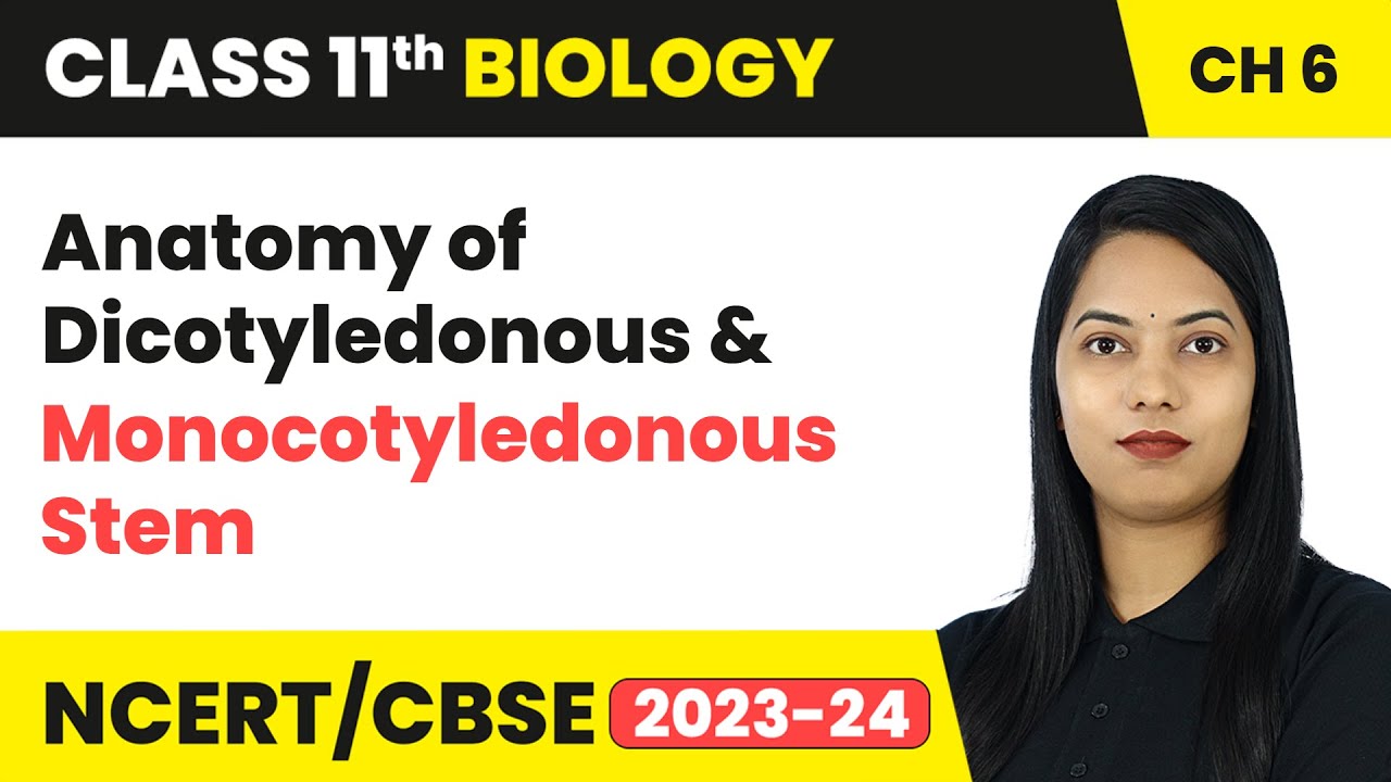 Anatomy of Dicotyledonous & Monocotyledonous Stem - Anatomy of Flowering Plants | Class 11 Biology