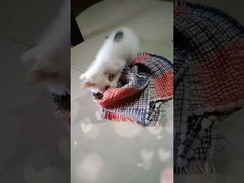 cute kitten playing with mat  #shorts