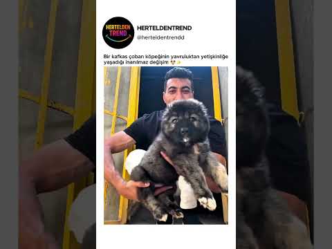 Bir kafkas çoban köpeğinin yavruluktan yetişkinliğe yaşadığı inanılmaz değişim 🐶✨