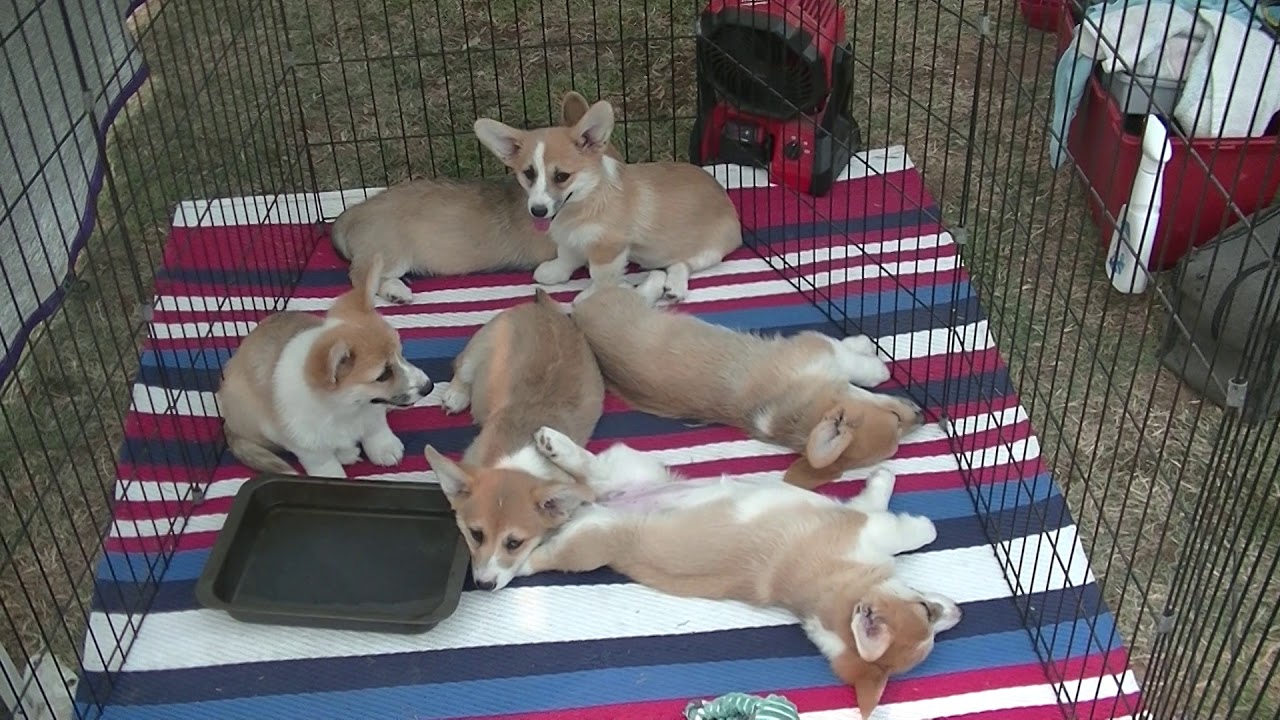 Welsh Corgi Pups in Australia